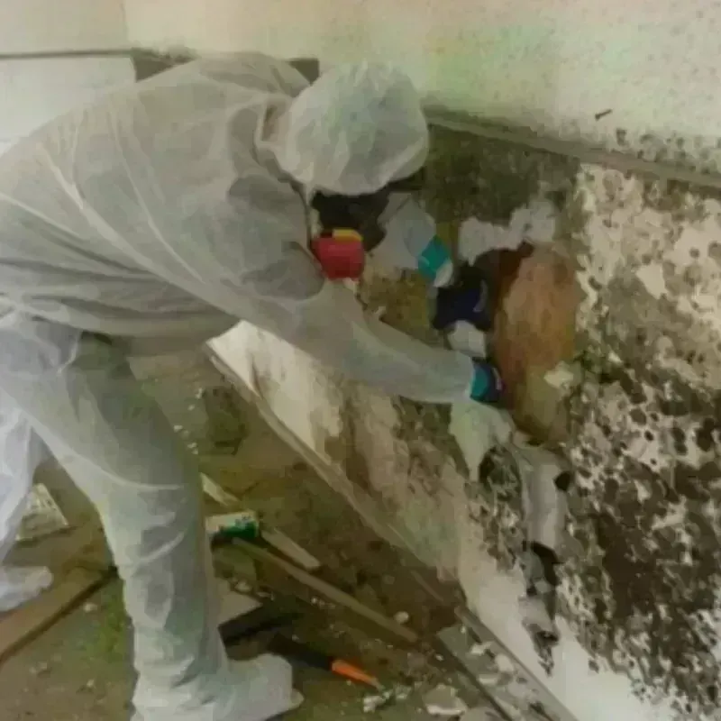 Mold Remediation and Removal in South Barre, VT